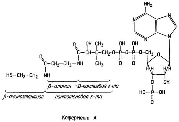 Рис. II.117. Переносчик ацильных групп - кофермент А