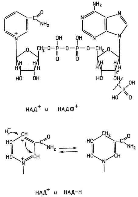 Puc. II.118. Посредники окислительно-восстановительных реакций НАД и НАДФ