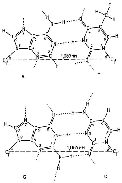 Рис. II.122. Образование водородных связей между комплементарными азотистыми основаниями по Уотсону-Крику (прямая схема)