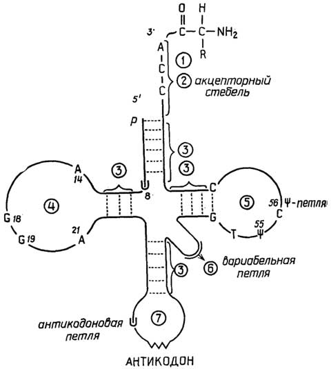 Рис. II.125. "Клеверный лист" тРНК