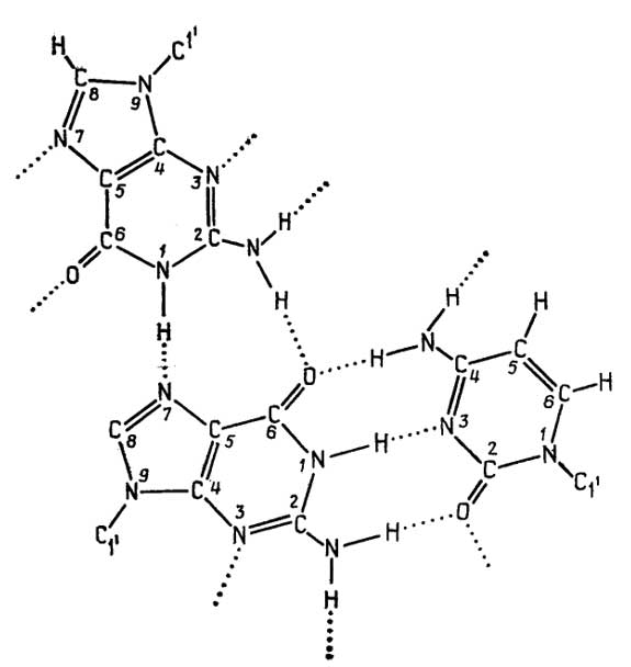 Рис. II.129. Образование водородных связей между тремя азотистыми основаниями