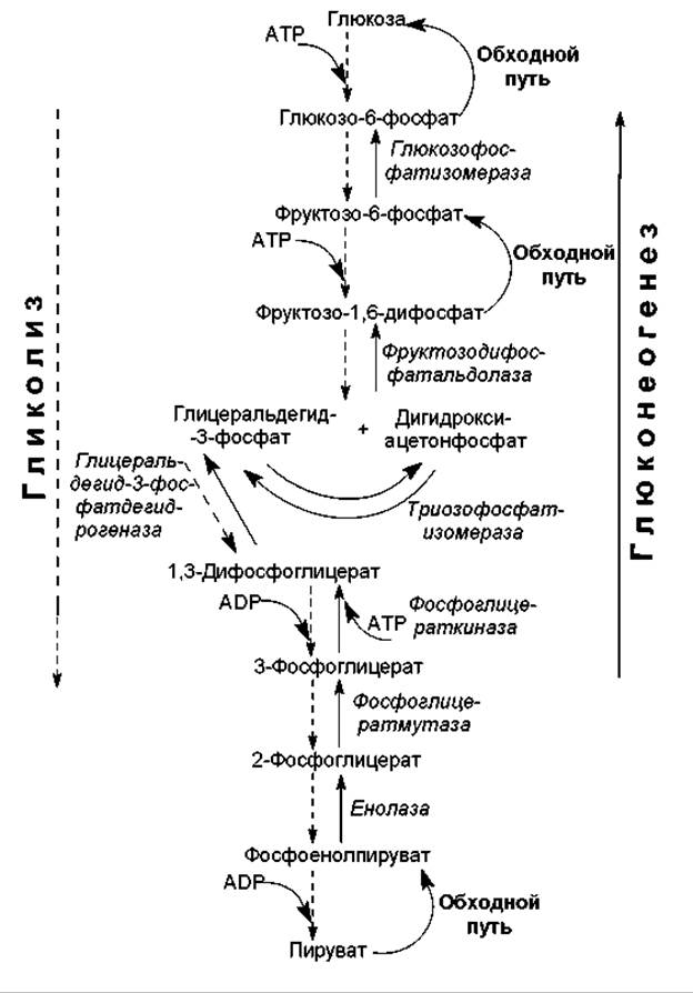 Схема глюконеогенеза биохимия. Реакции глюконеогенеза биохимия. Глюконеогенез биохимия схема. Глюконеогенез реакции биохимия.