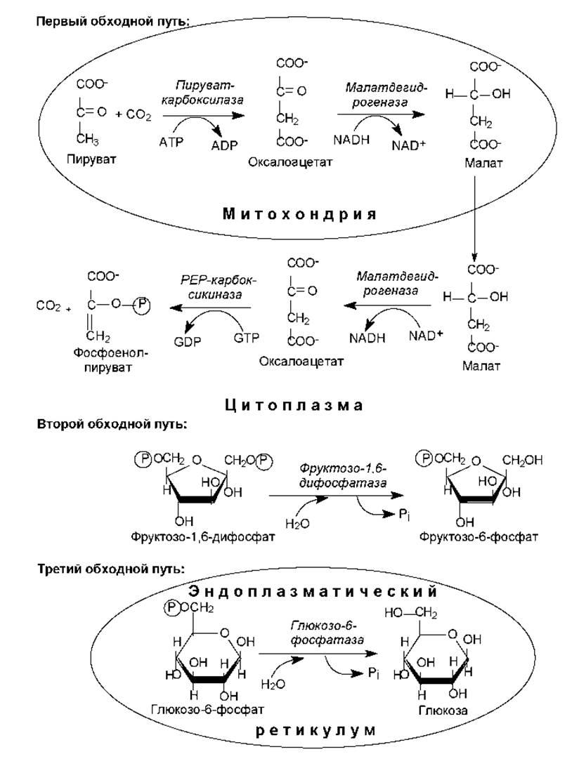 Схема гликолиза биохимия. Обходные реакции глюконеогенеза схема. Схема глюконеогенеза биохимия. Синтез Глюкозы из пирувата реакции.