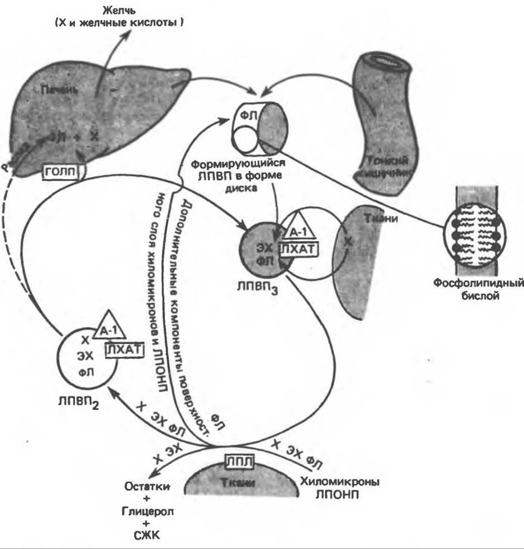 Запасание липидов. Схема метаболизма липопротеинов. Хиломикроны и ЛПОНП. Метаболизм липопротеинов низкой плотности. Метаболизм хиломикронов.
