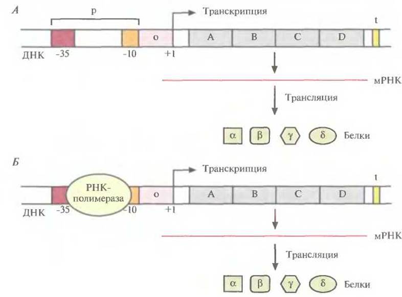 Рнк полимераза отвечающая за транскрипцию генов. Синтез белка оперон. Регуляция транскрипции и трансляции у бактерий. Транскрипция РНК полимераза. Транскрипция генов МРНК.