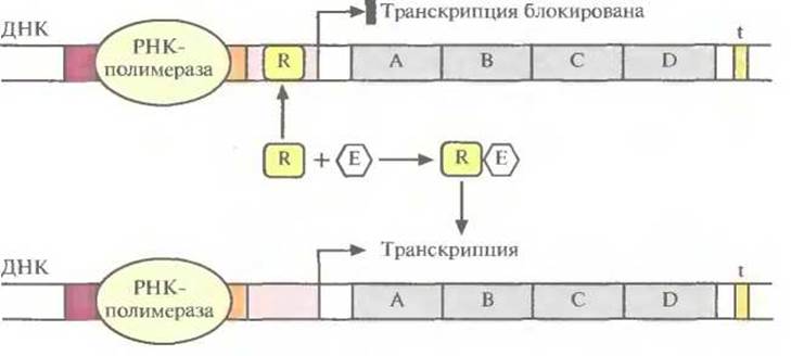 Транскрипция бактерий. Суть регуляции транскрипции и трансляции схема. Регуляция транскрипции и трансляции 10 класс. Схема регуляции транскрипции и трансляции у бактерий.