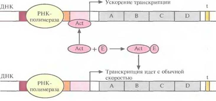 За транскрипцию генов отвечает