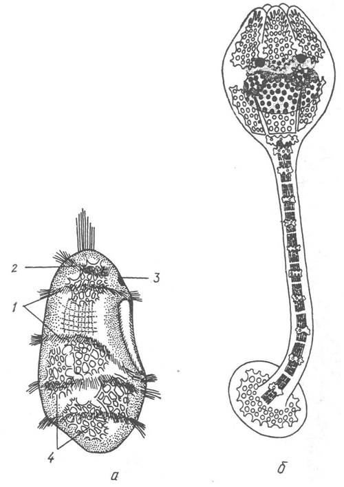 image186