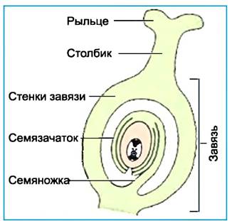 Стенка завязи на рисунке